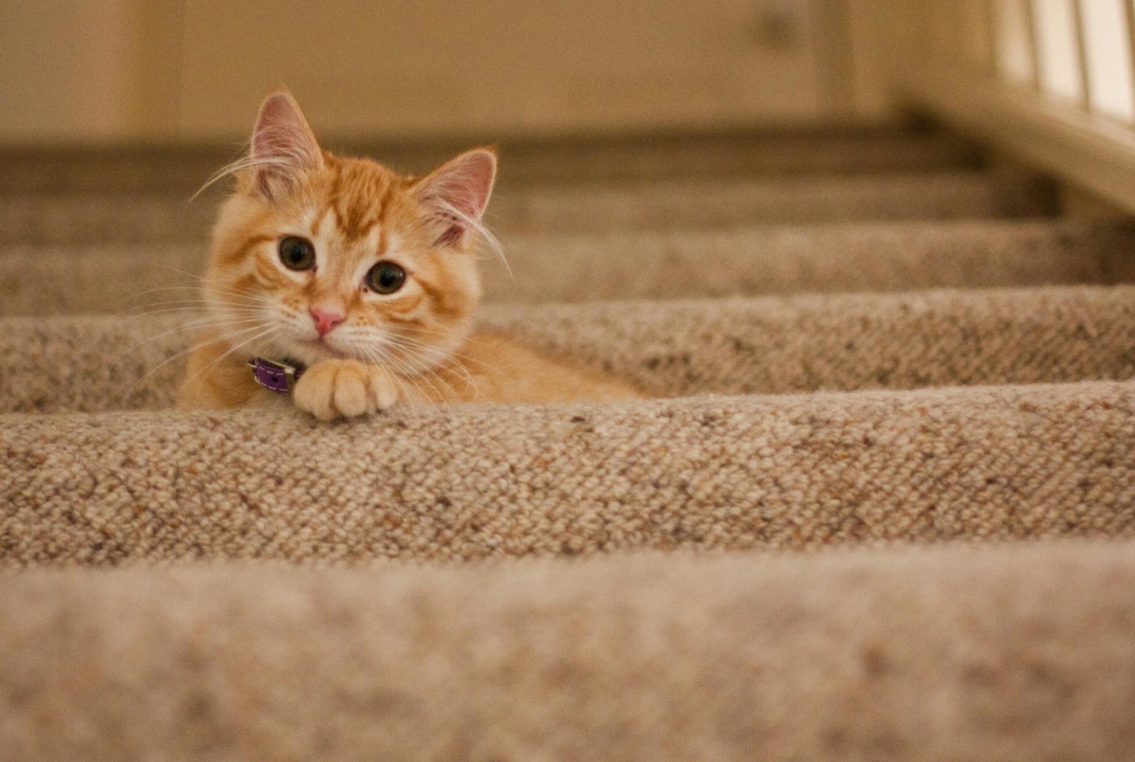 Cute orange kitten with a collar lying on carpeted stairs, looking at the camera.